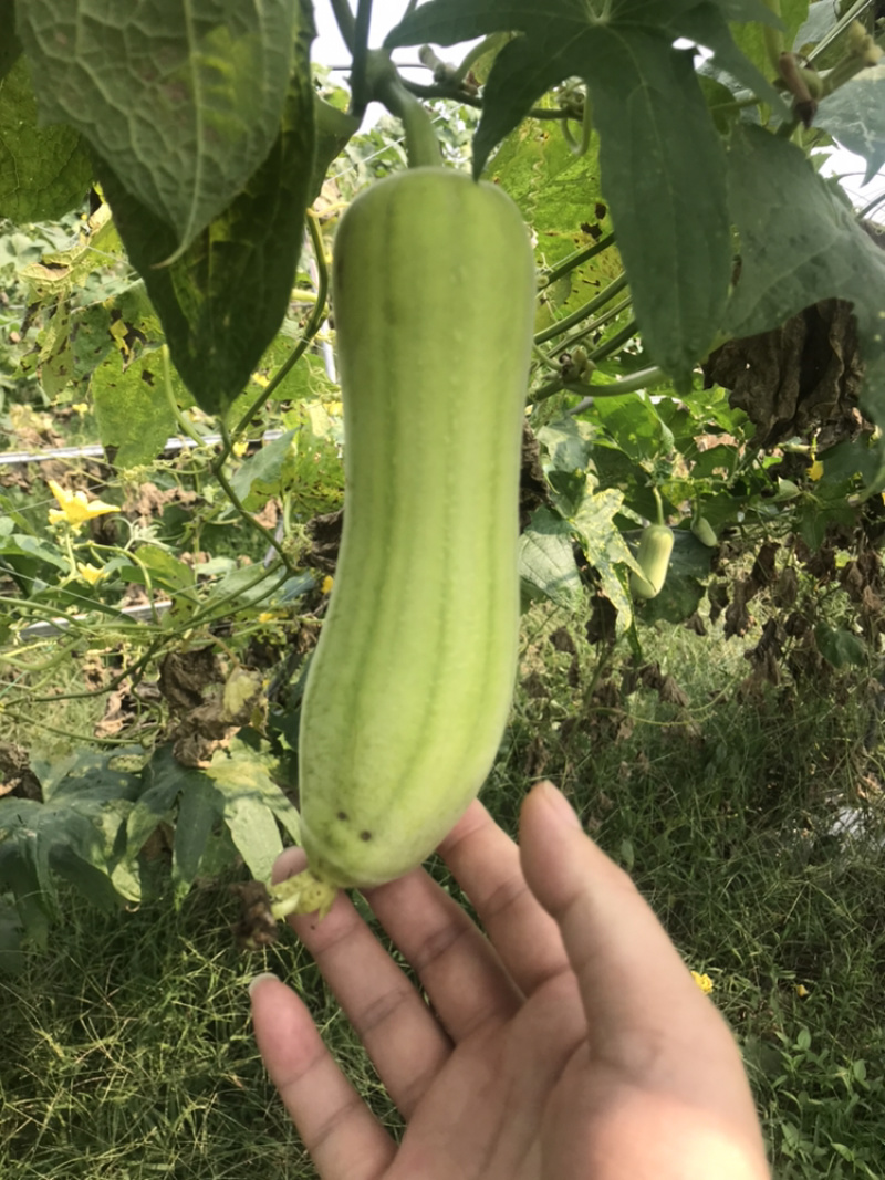 丝瓜