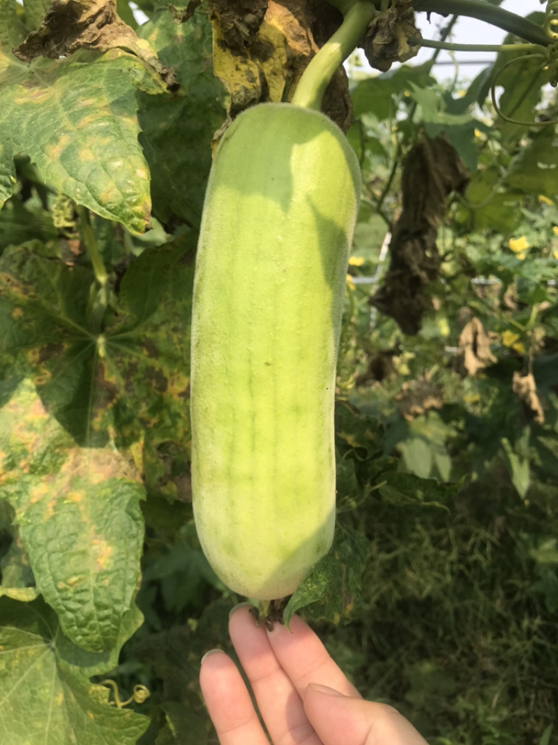 丝瓜