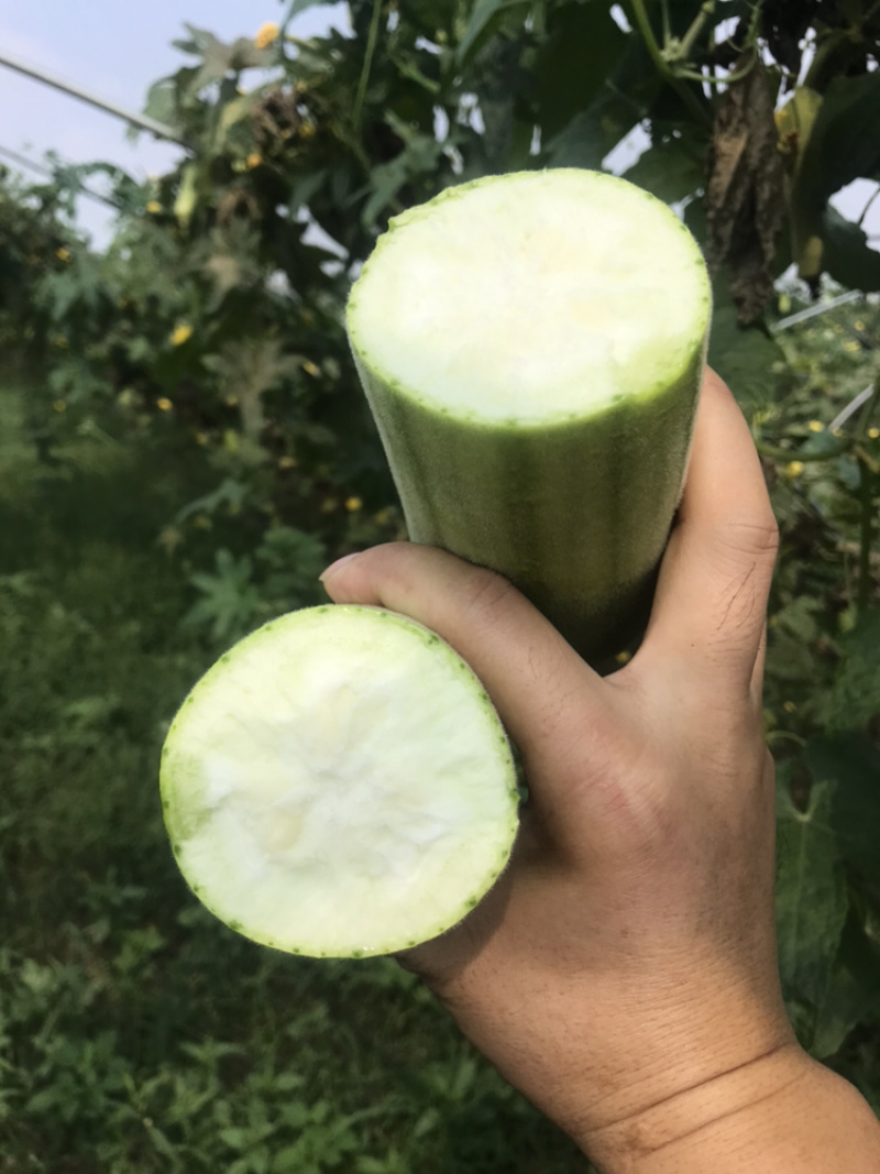 丝瓜