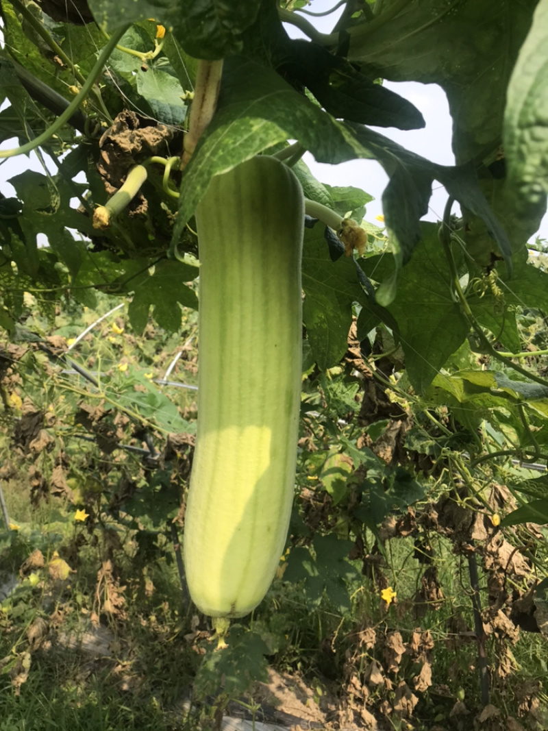 丝瓜