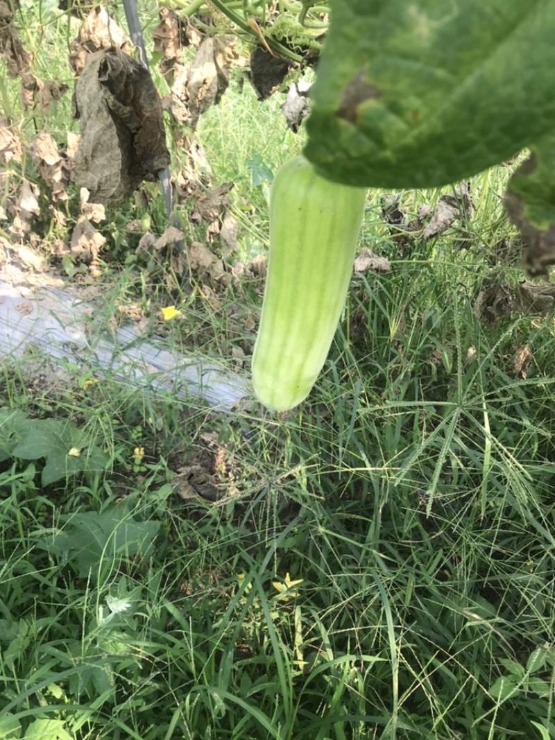 丝瓜