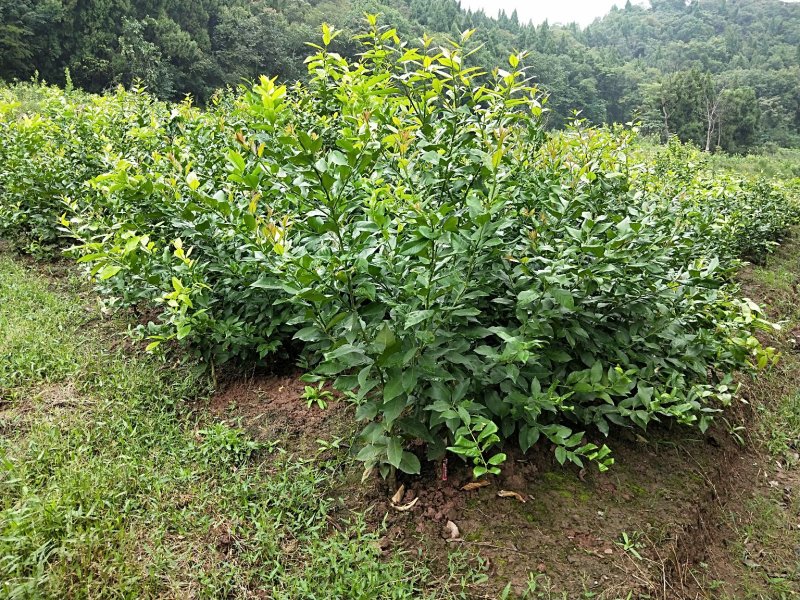 2年柠檬苗认清品质，品质决定产量