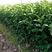 沙糖桔苗十月桔盆栽地栽易成活质量保障量大从优欢迎合作