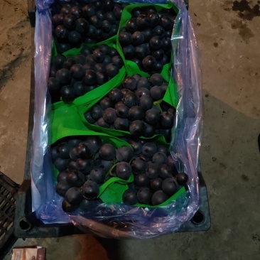 “辽宁北镇冷库巨峰葡萄原产精品大量上市粒大串好糖度高