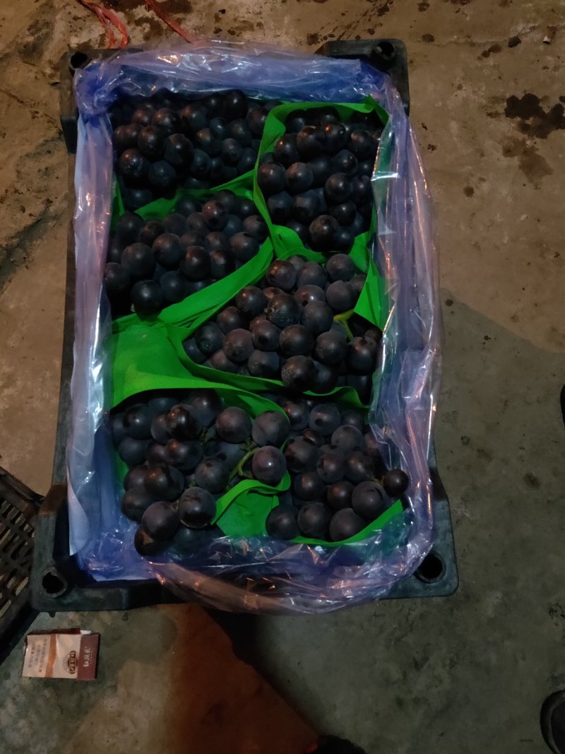 “辽宁北镇冷库巨峰葡萄原产精品大量上市粒大串好糖度高