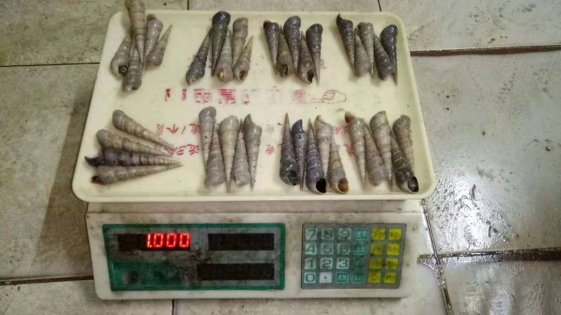 钉螺，长尾螺，火筒螺