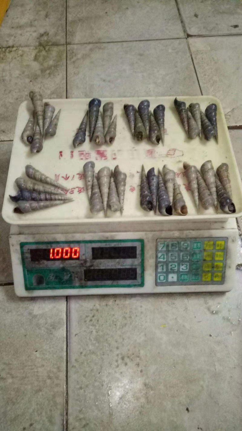 钉螺，长尾螺，火筒螺