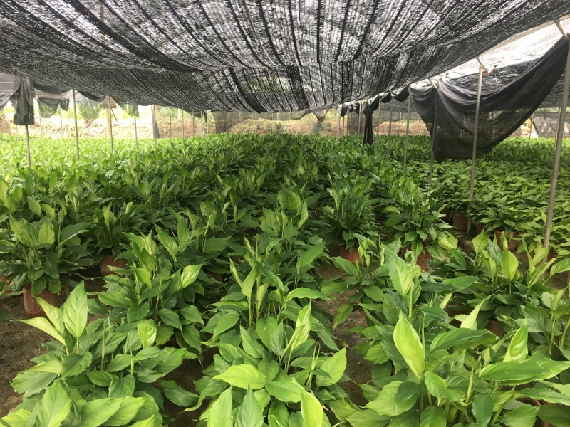 大号万年青