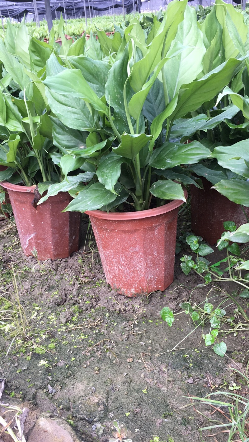大号万年青