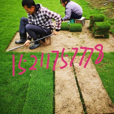 马尼拉草皮