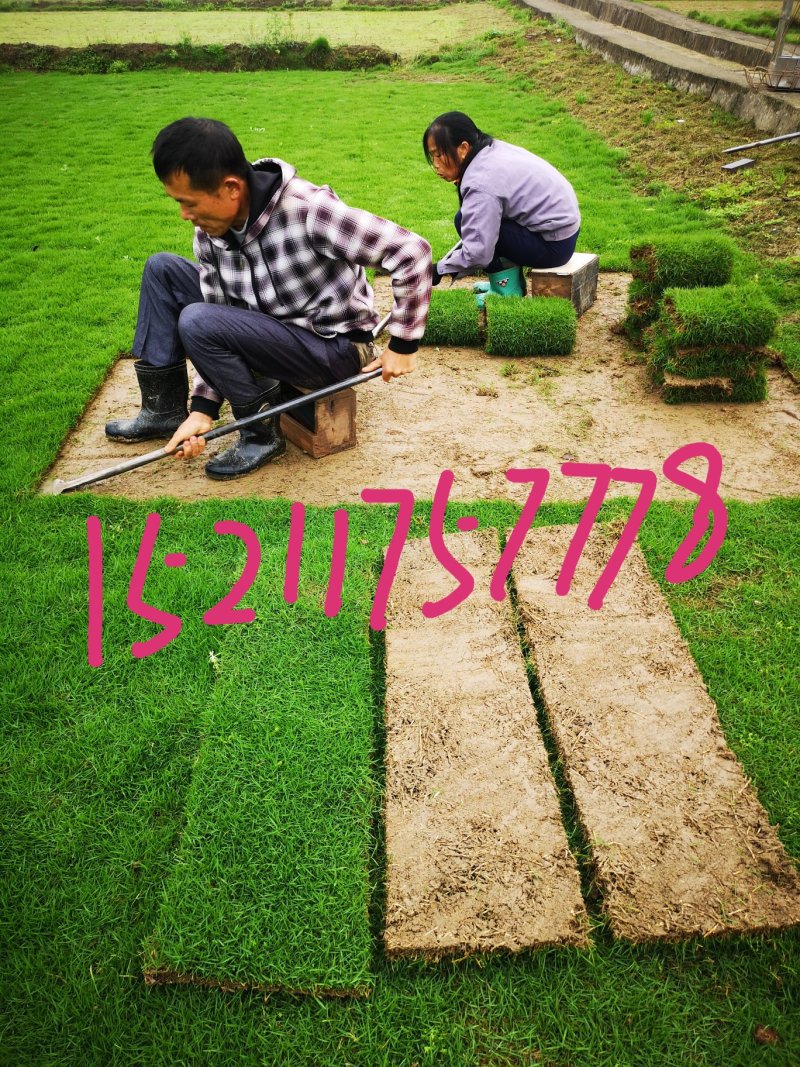 马尼拉草皮