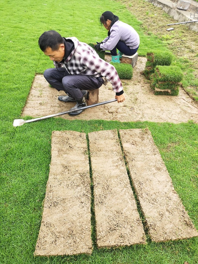 马尼拉草皮