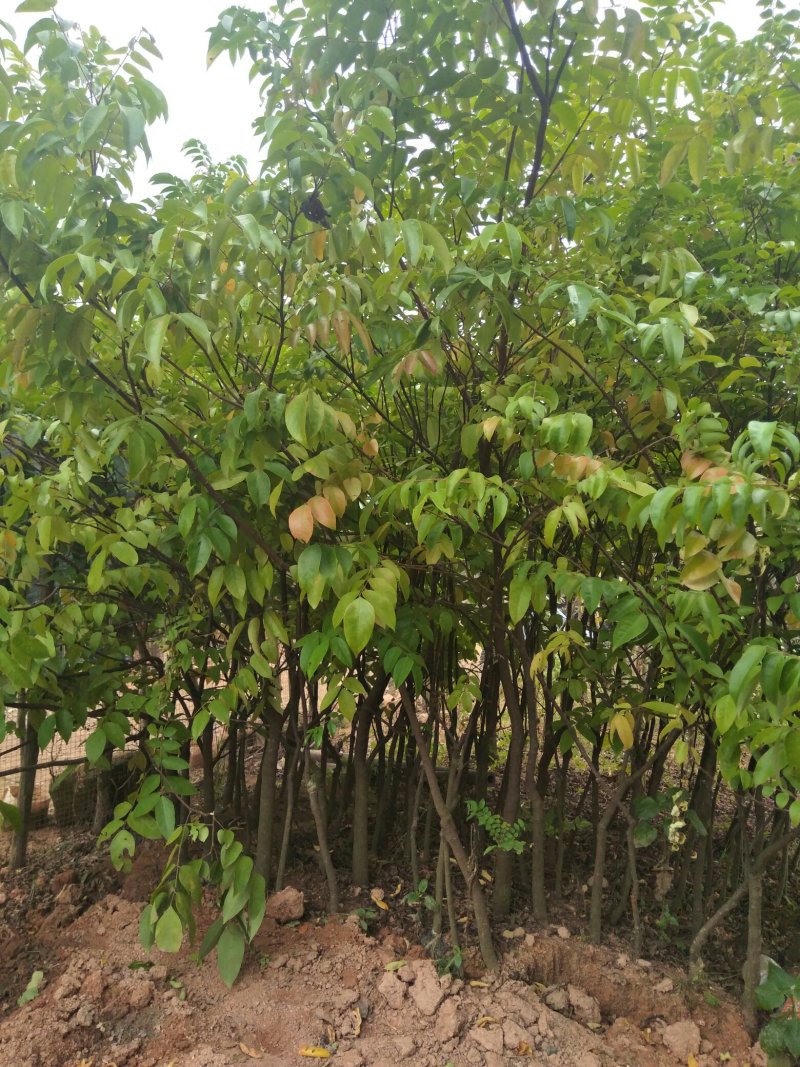 杨桃树苗质量好价格低易成活视频看货欢迎电话联系