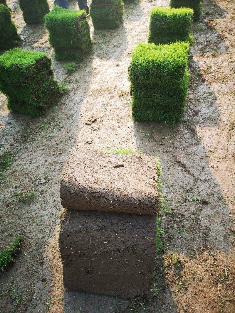 马尼拉草皮