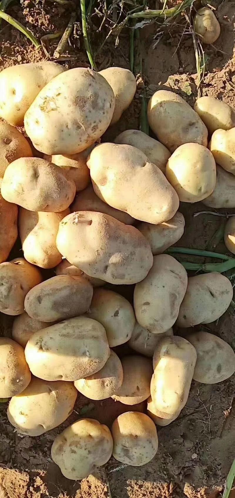 V7土豆纯沙地可视频看货可打冷