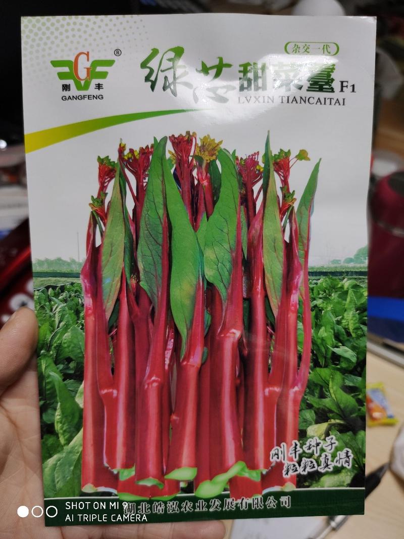 杂交早熟红菜苔种子颜色红靓早熟性好绿芯甜油菜