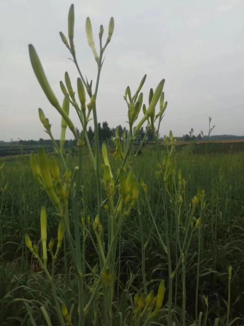 黄花菜干