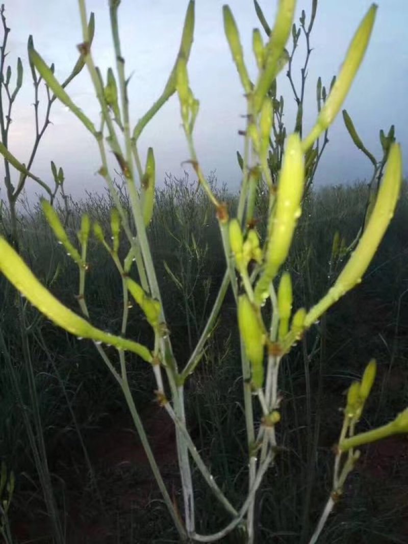 黄花菜干