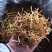 黄花菜干