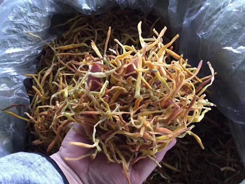 黄花菜干