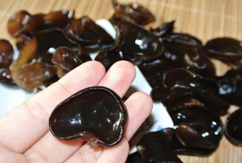 黑木耳，东北黑木耳鼠耳