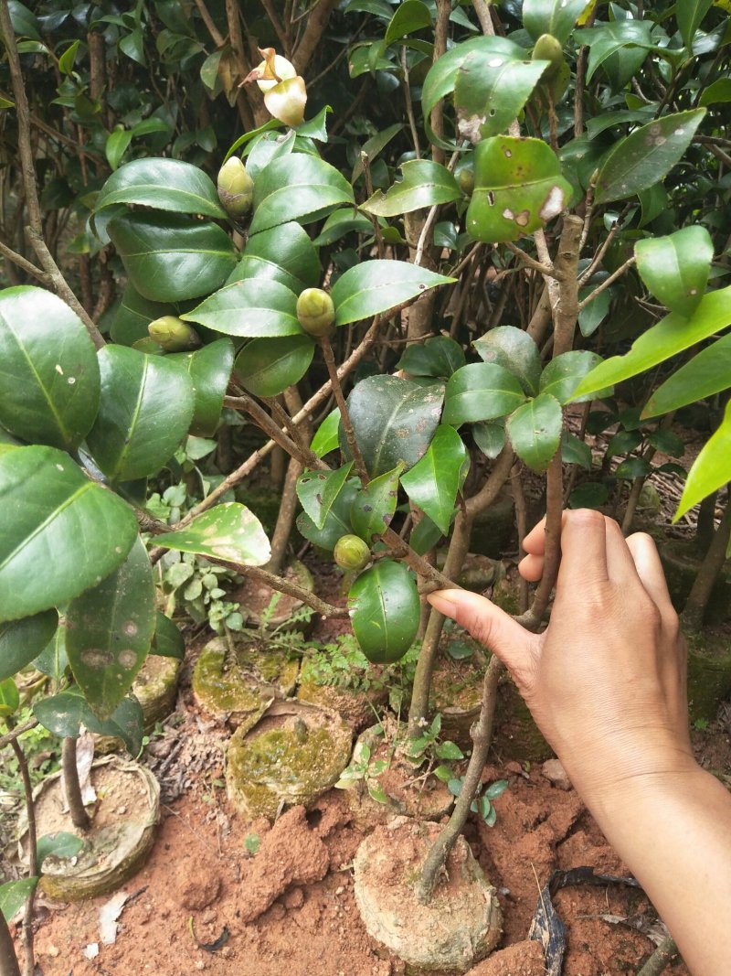 茶花苗大花红山茶大苗3年70~80cm一手货源基地直发