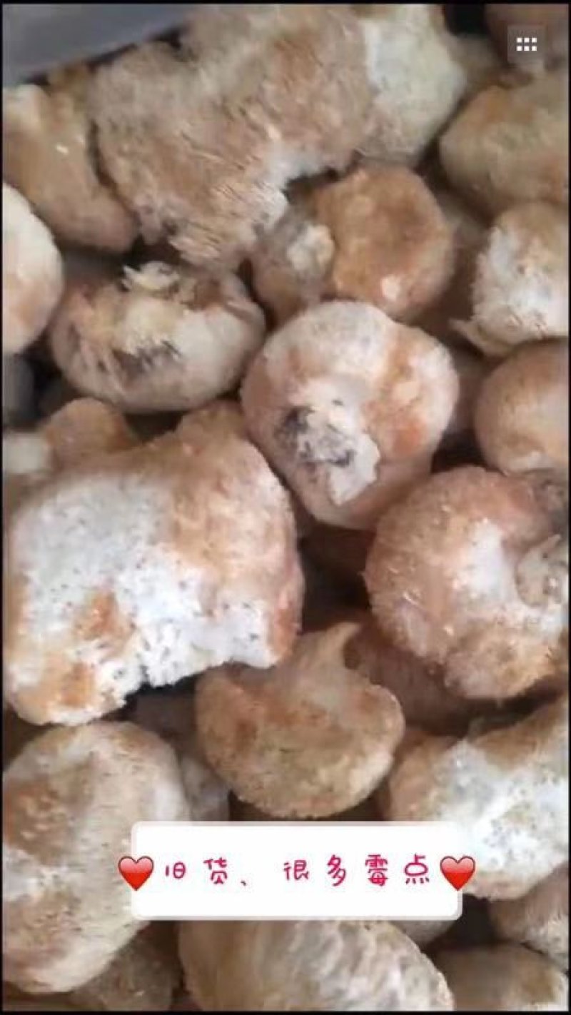 猴头菇，山珍猴头菇