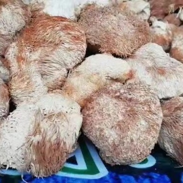 猴头菇，山珍猴头菇