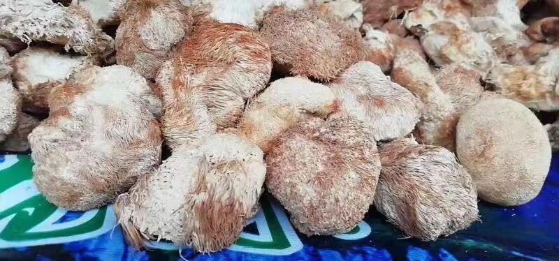 猴头菇，山珍猴头菇