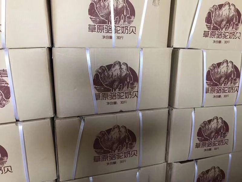 内蒙古驼奶贝