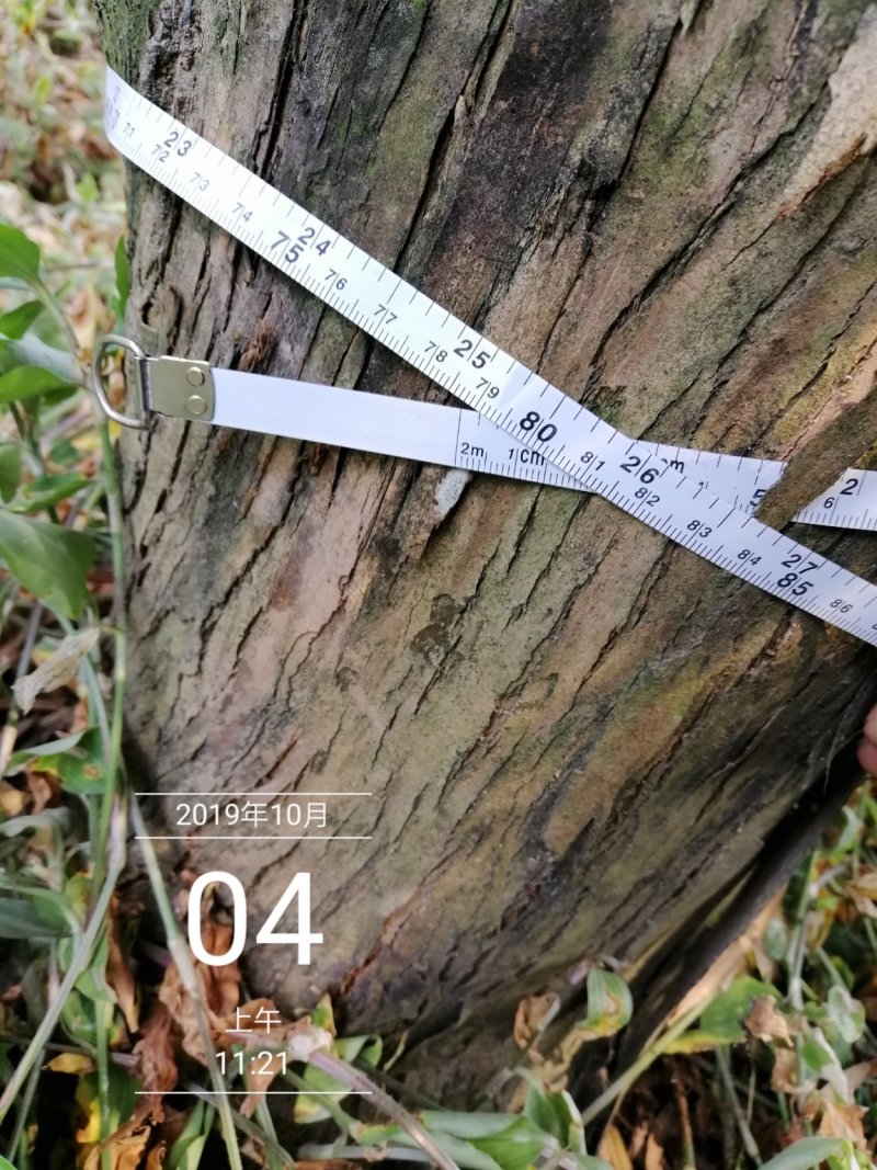 罗汉松14~16cm14~16cm造型罗汉松