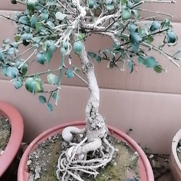 迎春花苗，迎春花盆景，连翘花苗，多枝花球效果图
