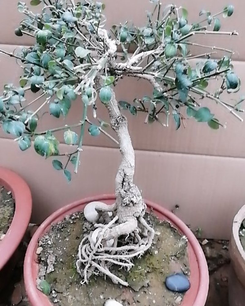 迎春花苗，迎春花盆景，连翘花苗，多枝花球效果图