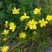迎春花苗，迎春花盆景，连翘花苗，多枝花球效果图