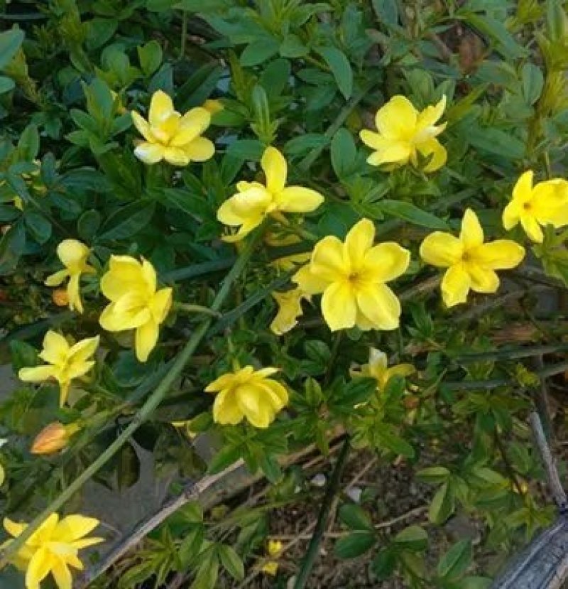 迎春花苗，迎春花盆景，连翘花苗，多枝花球效果图