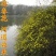 迎春花苗，迎春花盆景，连翘花苗，多枝花球效果图