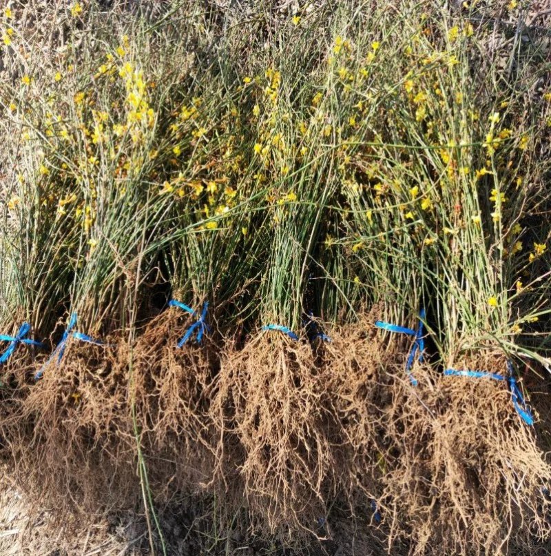 迎春花苗，迎春花盆景，连翘花苗，多枝花球效果图
