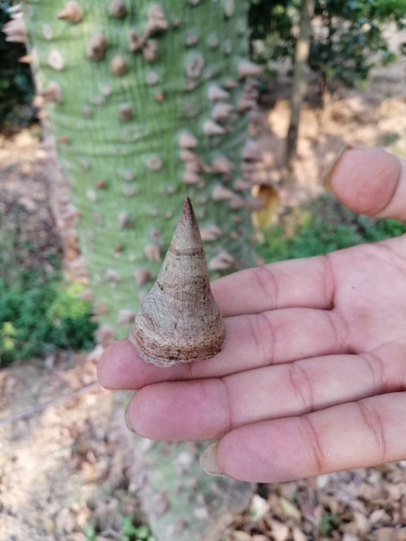 木棉大腹木棉美丽木棉