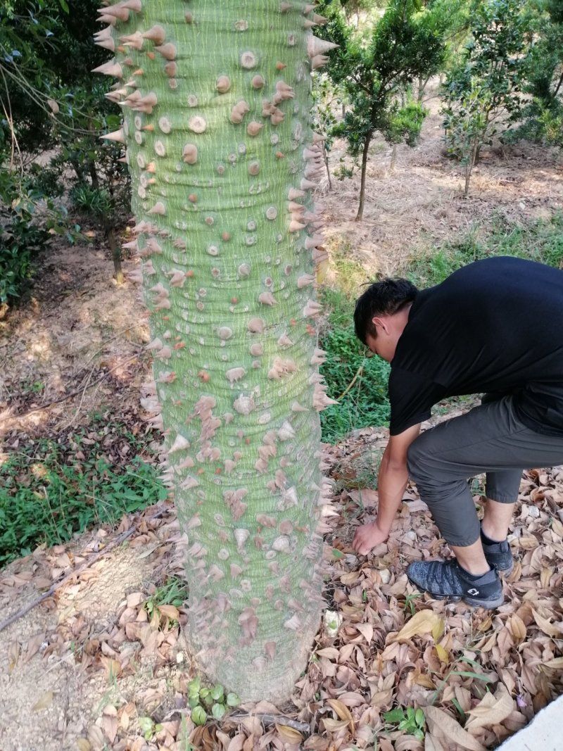 木棉大腹木棉美丽木棉