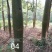 木棉大腹木棉美丽木棉