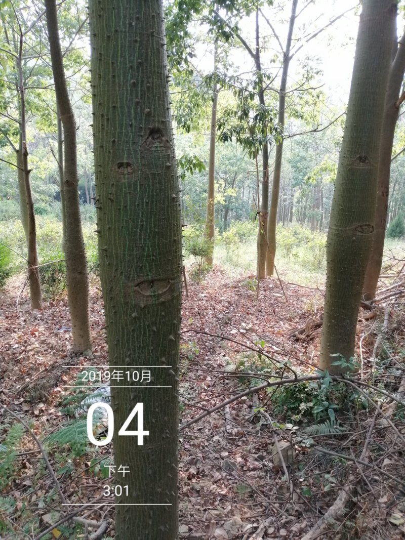 木棉大腹木棉美丽木棉