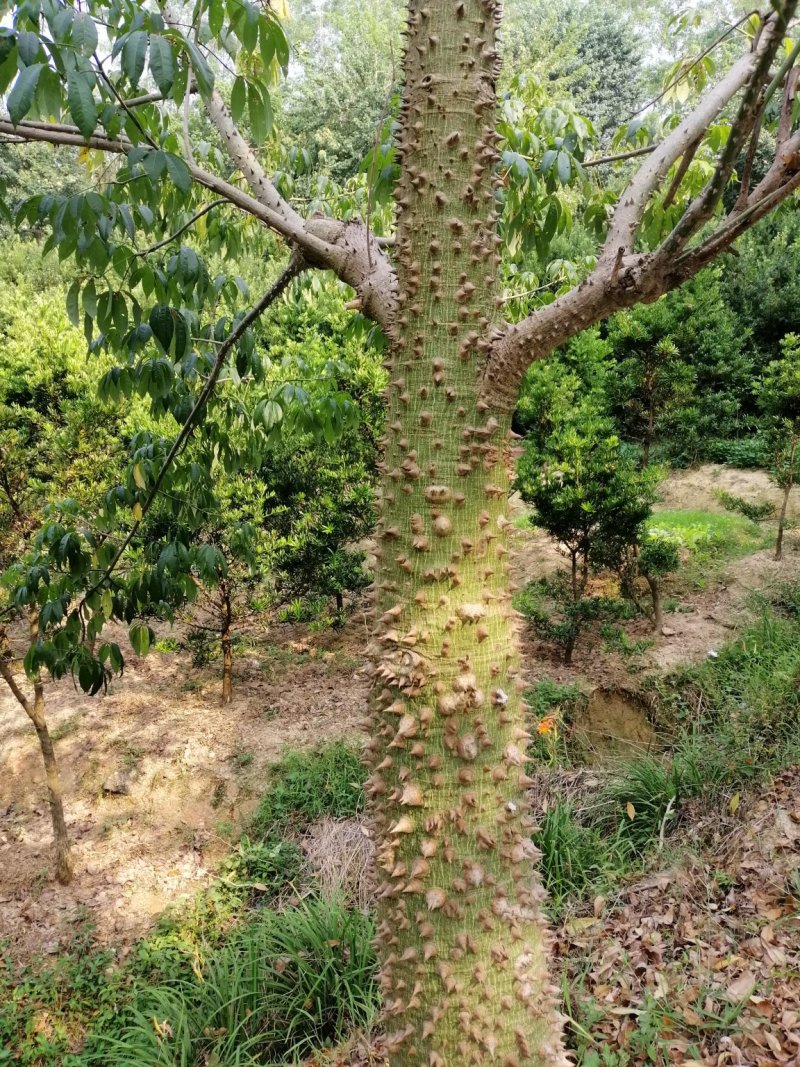 木棉大腹木棉美丽木棉