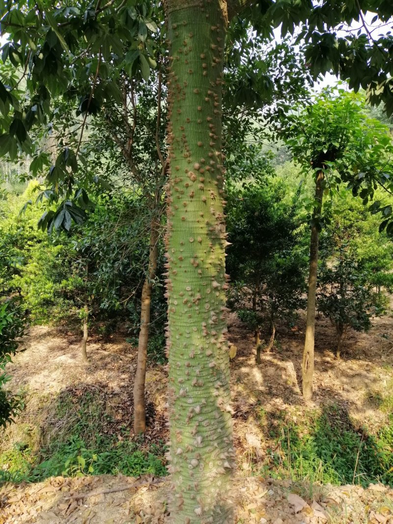 木棉大腹木棉美丽木棉