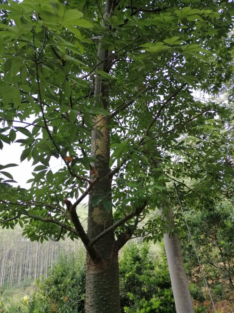 木棉大腹木棉美丽木棉