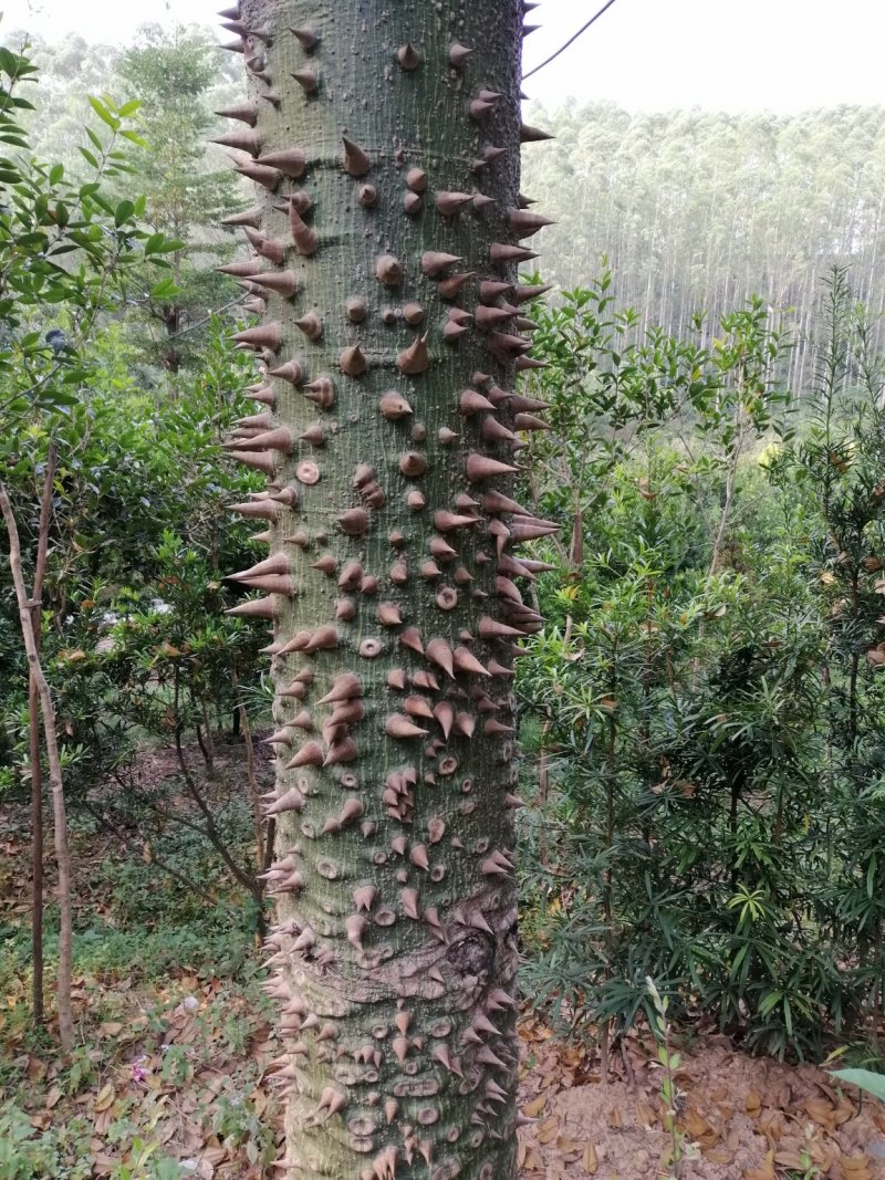 木棉大腹木棉美丽木棉