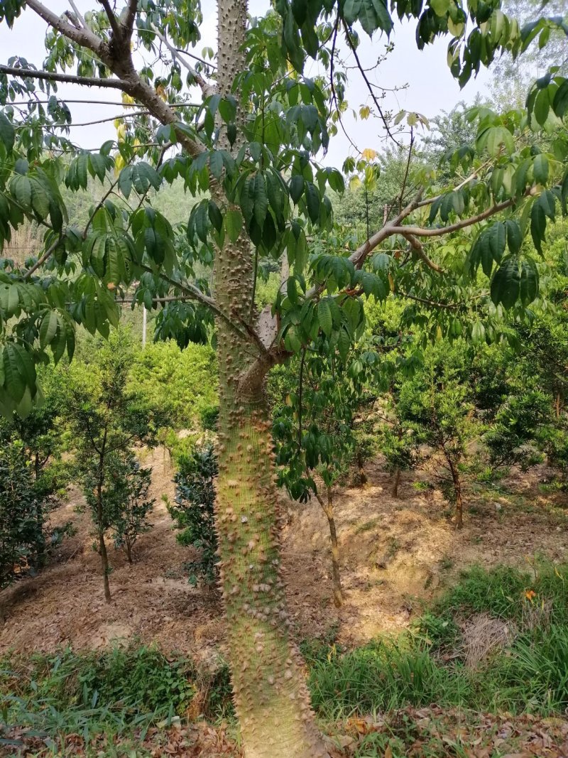 木棉大腹木棉美丽木棉