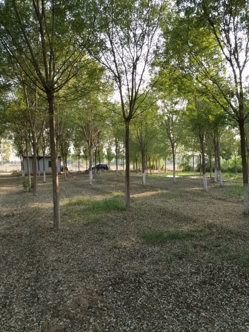 山东国槐，速生国槐种植销售