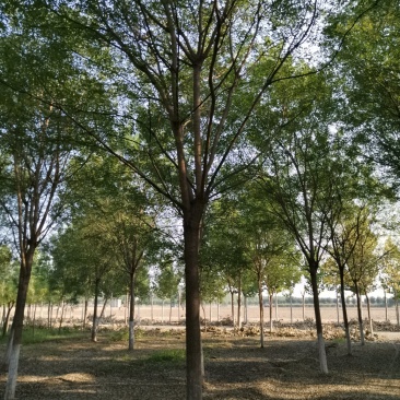 山东国槐，速生国槐种植销售