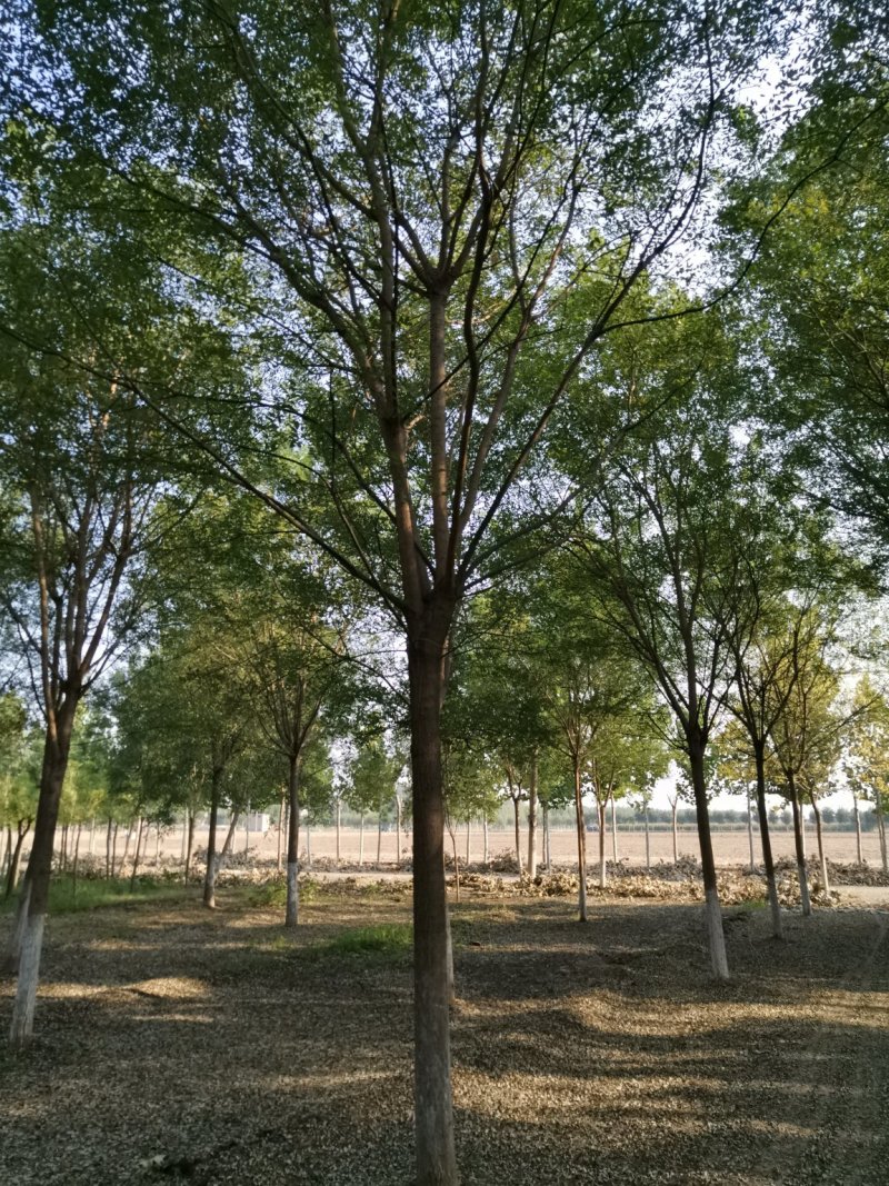山东国槐，速生国槐种植销售
