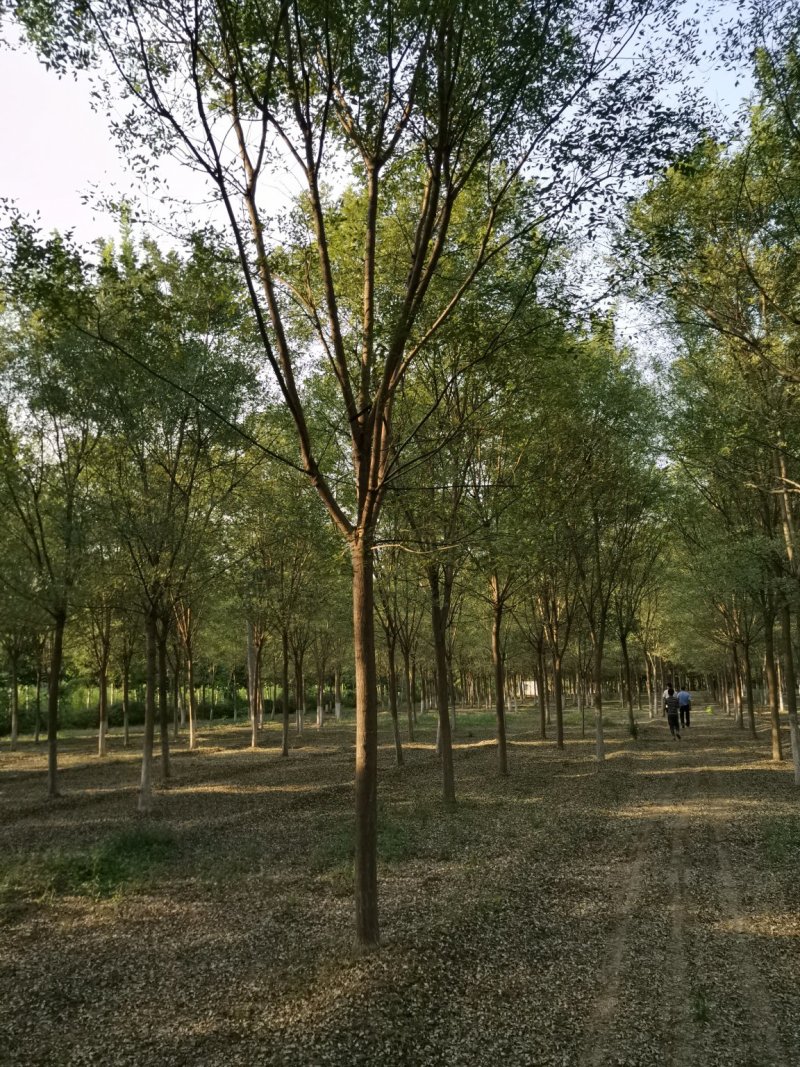 山东国槐，速生国槐种植销售